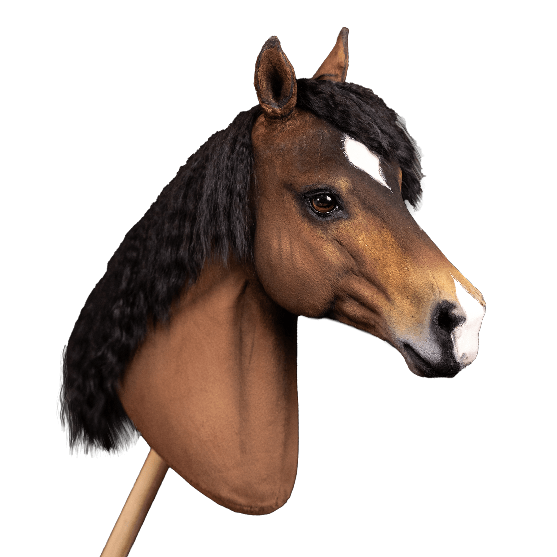 Warmblood