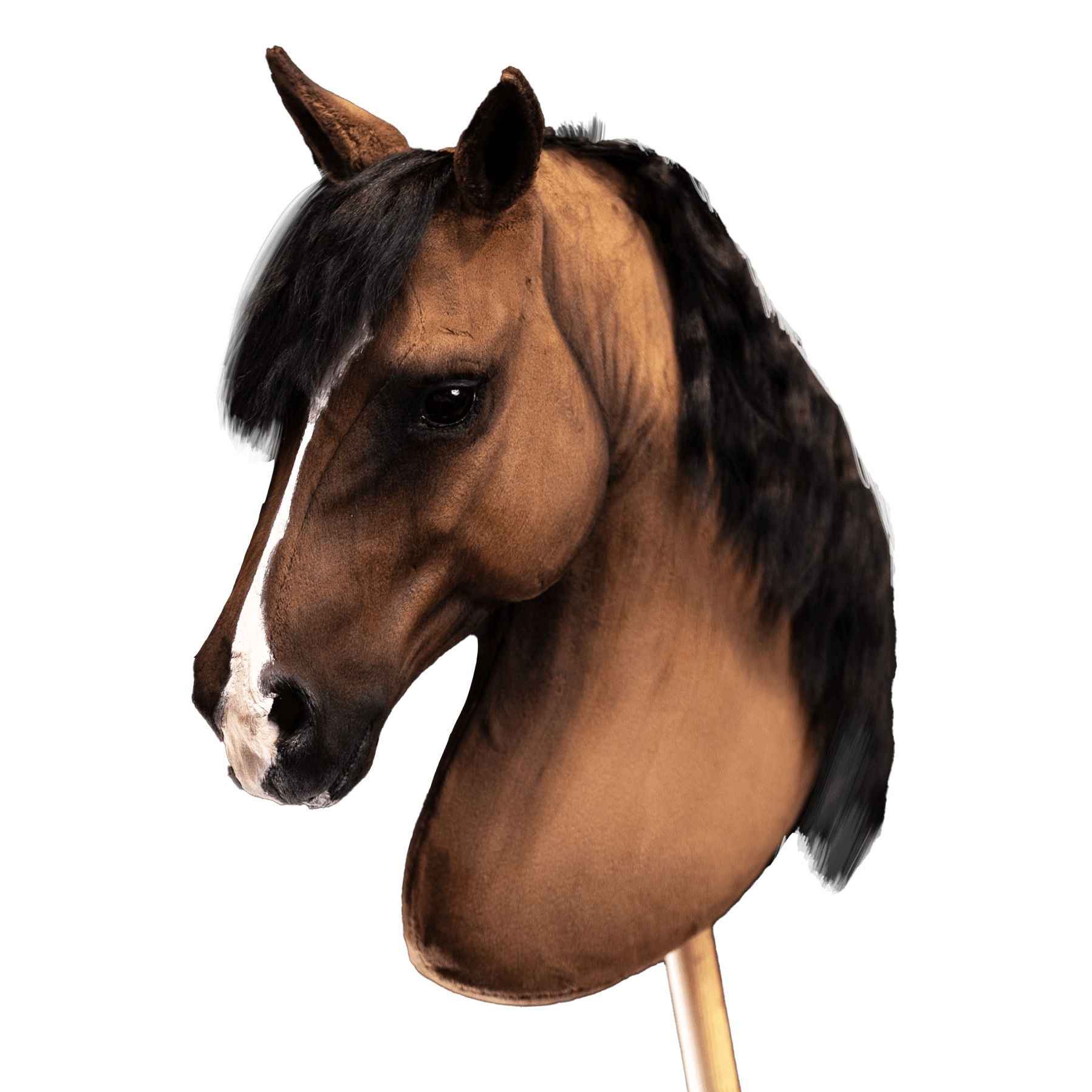 Dressage